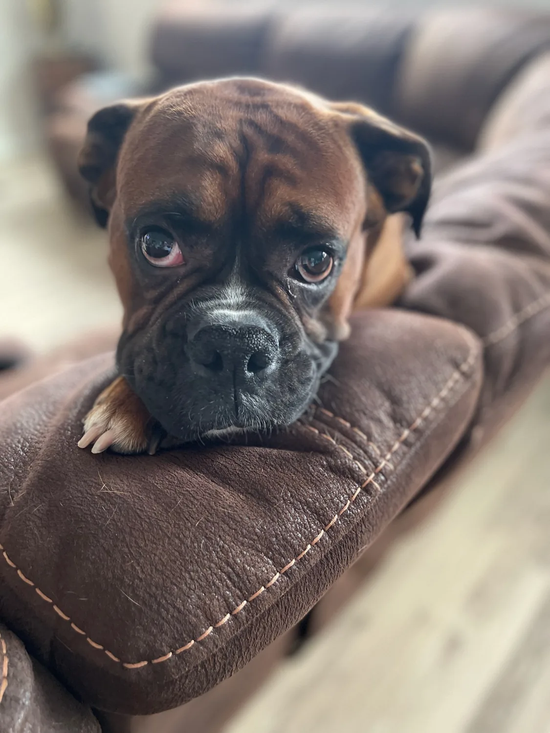 Archer resting his chin on a sofa cushion and looking at the camera