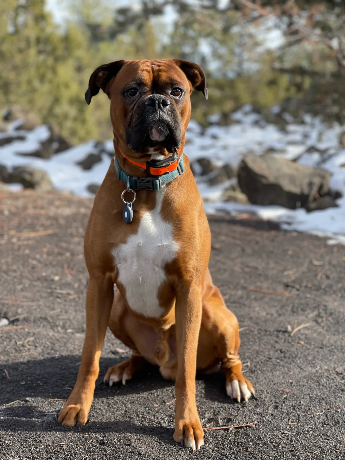 Archer sitting proudly outdoors with snow and rocks behind him